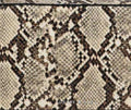 Snake Skin